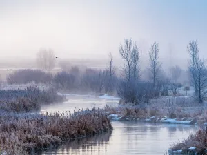 Elegant Winter Trees 2