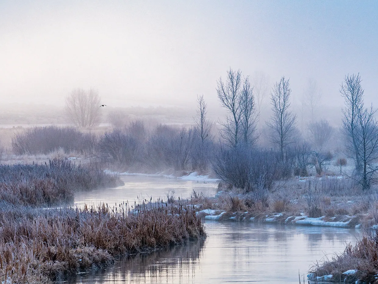 Elegant Winter Trees 2